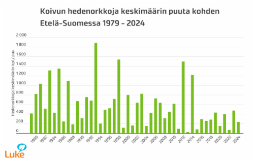 koivun-hedenorkkoja-keskimaarin-puuta-kohden-etela-suomessa-1979-2024.png