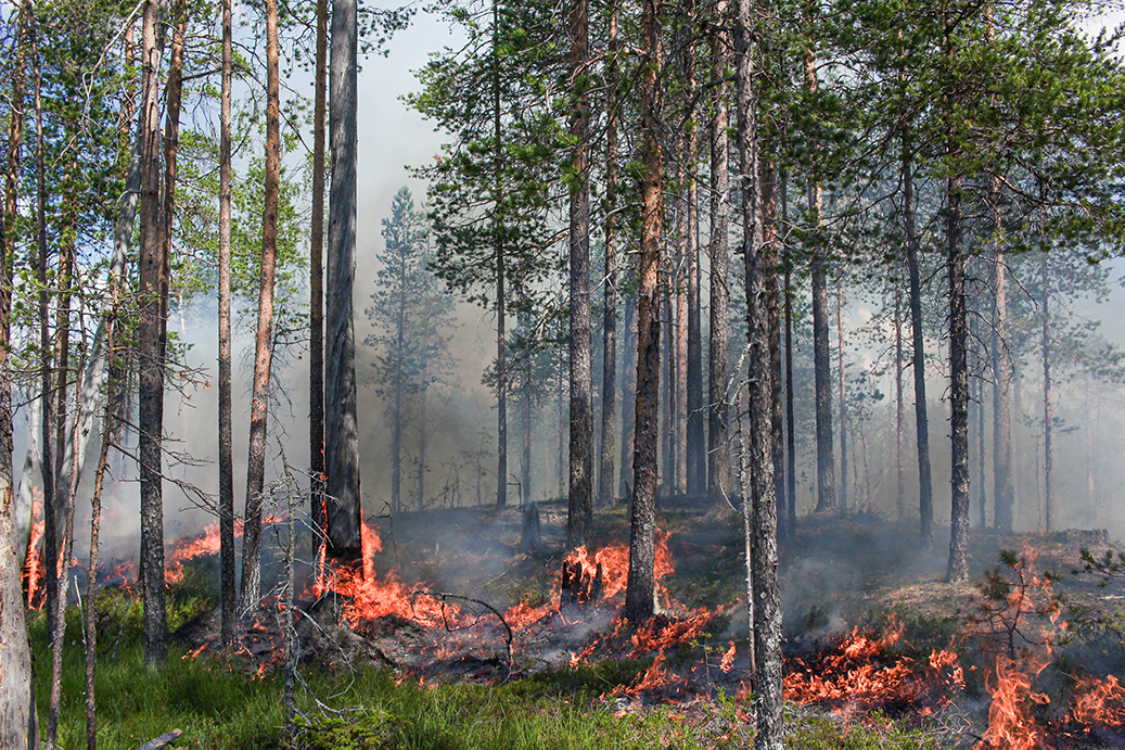 metsan-ennallistamispoltto-pudasjarven-olvassuolla-kesalla-2021.-kuva-laura-vuoksenmaa-metsahallitus0.3x.jpg